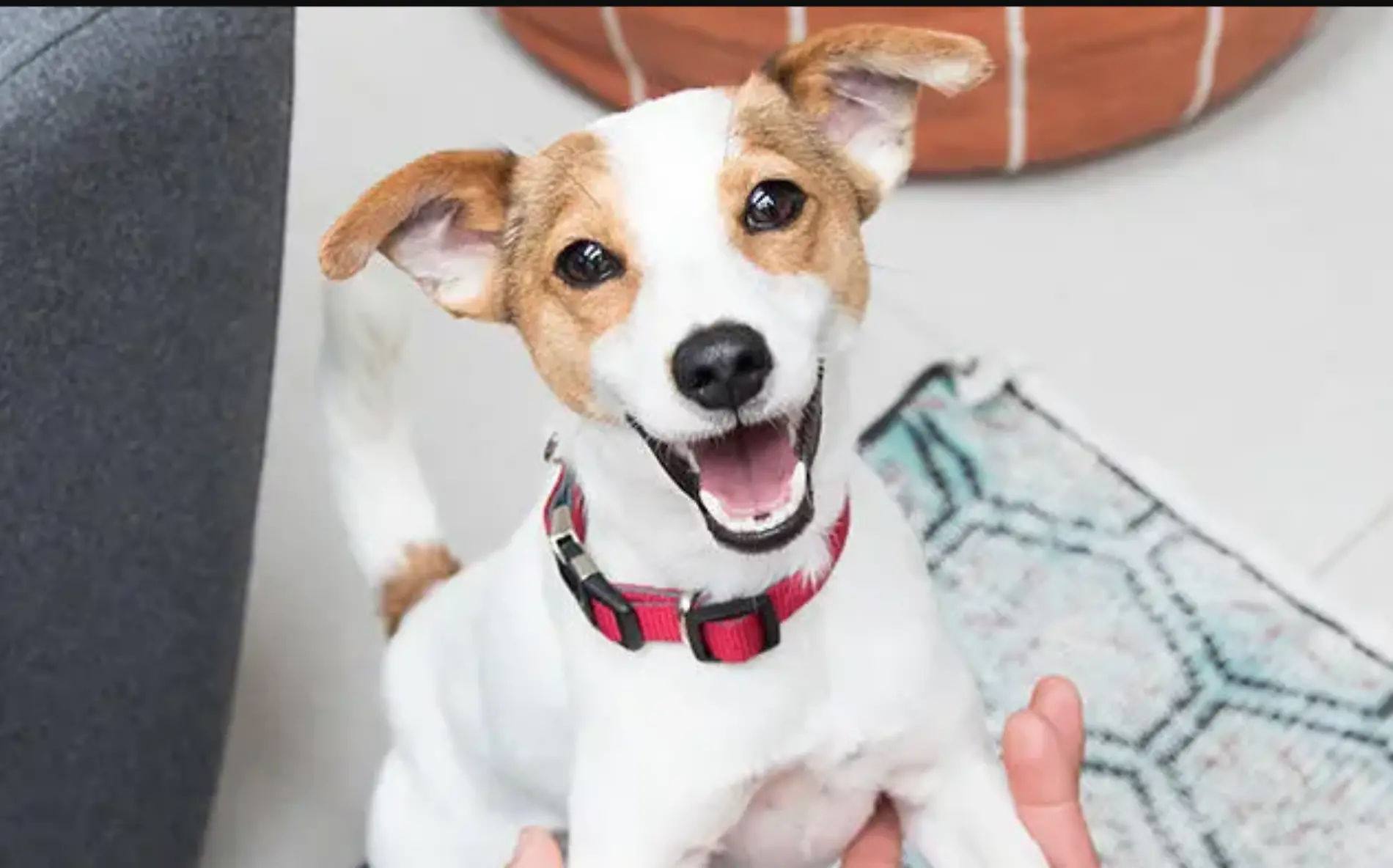 Perrito sonriendo